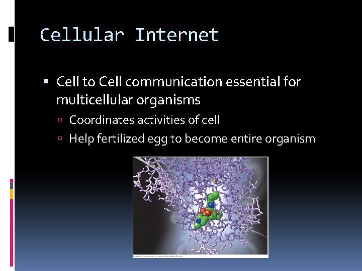 Cellular Internet Cell to Cell communication essential for multicellular organisms Coordinates activities of cell Cellular Internet Cell to Cell communication essential for multicellular organisms Coordinates activities of cell