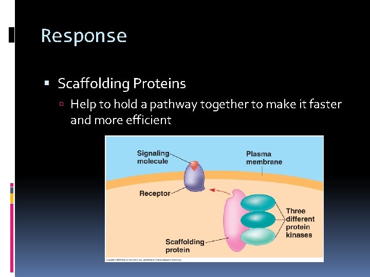 Response Scaffolding Proteins Help to hold a pathway together to make it faster and