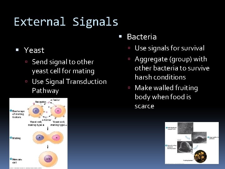 External Signals Bacteria Yeast Send signal to other yeast cell for mating Use Signal External Signals Bacteria Yeast Send signal to other yeast cell for mating Use Signal