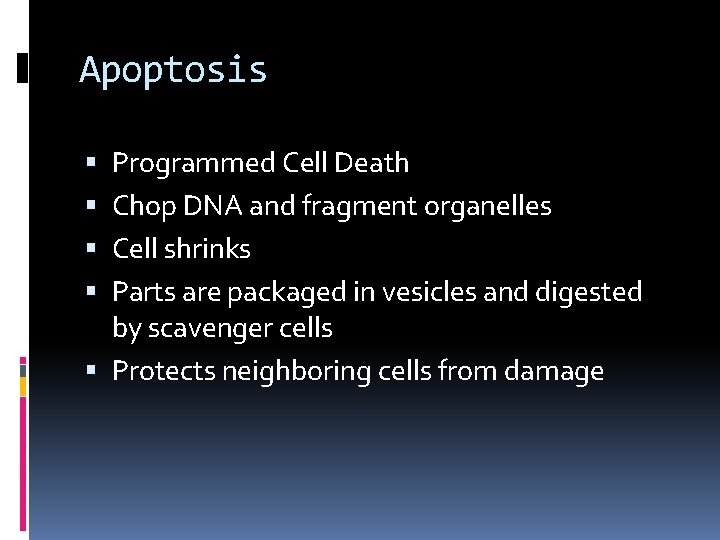 Apoptosis Programmed Cell Death Chop DNA and fragment organelles Cell shrinks Parts are packaged Apoptosis Programmed Cell Death Chop DNA and fragment organelles Cell shrinks Parts are packaged