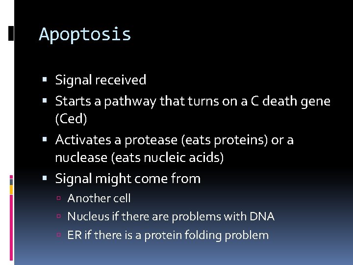 Apoptosis Signal received Starts a pathway that turns on a C death gene (Ced)