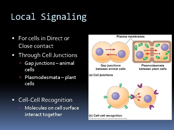 Local Signaling For cells in Direct or Close contact Through Cell Junctions Gap junctions