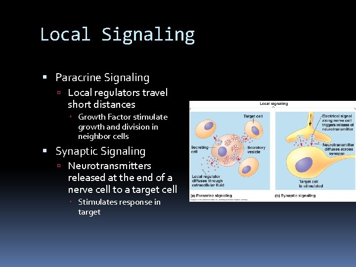 Local Signaling Paracrine Signaling Local regulators travel short distances Growth Factor stimulate growth and