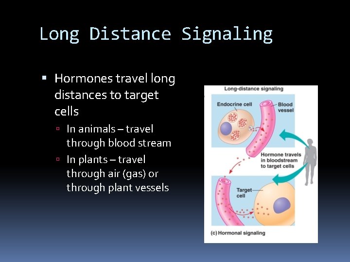 Long Distance Signaling Hormones travel long distances to target cells In animals – travel