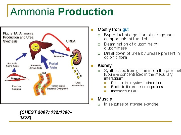 Ammonia Production n Mostly from gut q q q n Byproduct of digestion of