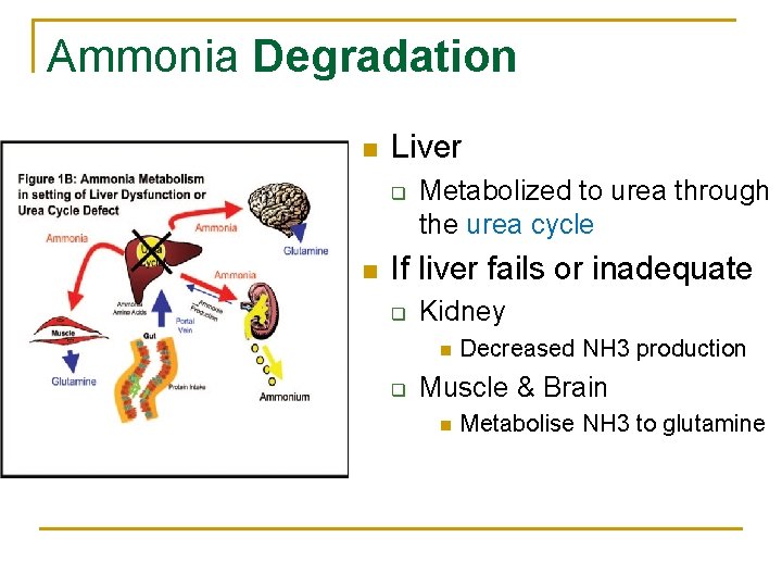 Ammonia Degradation n Liver q n Metabolized to urea through the urea cycle If