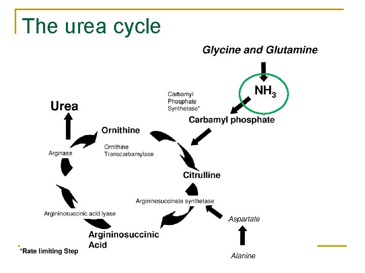 The urea cycle 