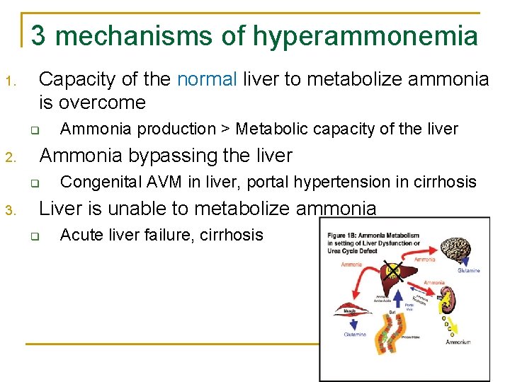 3 mechanisms of hyperammonemia 1. Capacity of the normal liver to metabolize ammonia is