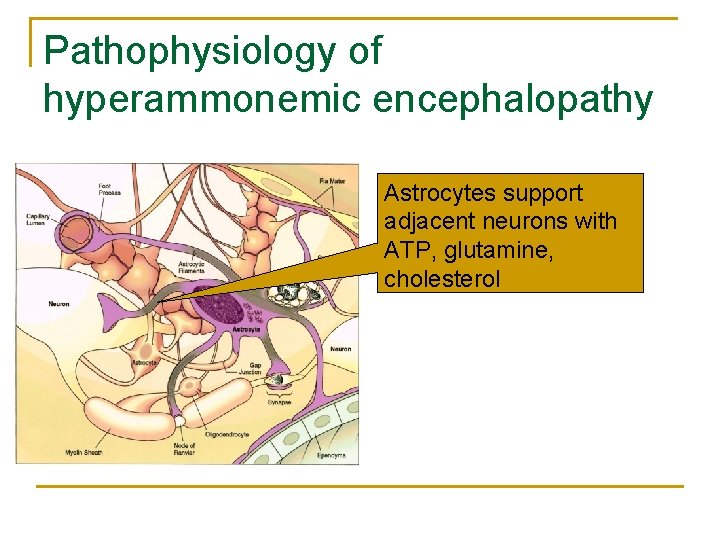 Pathophysiology of hyperammonemic encephalopathy Astrocytes support adjacent neurons with ATP, glutamine, cholesterol 