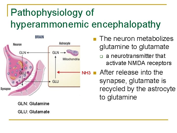 Pathophysiology of hyperammonemic encephalopathy n The neuron metabolizes glutamine to glutamate q NH 3