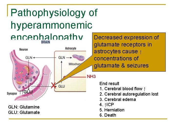 Pathophysiology of hyperammonemic encephalopathy Decreased expression of glutamate receptors in astrocytes cause ↑ concentrations