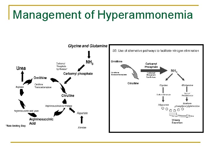 Management of Hyperammonemia 