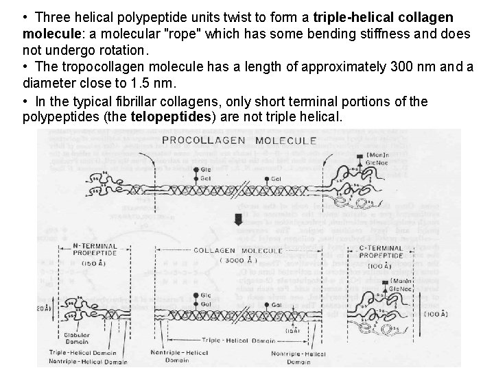  • Three helical polypeptide units twist to form a triple-helical collagen molecule: a