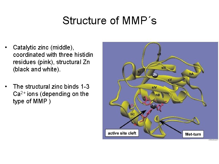 Structure of MMP´s • Catalytic zinc (middle), coordinated with three histidin residues (pink), structural