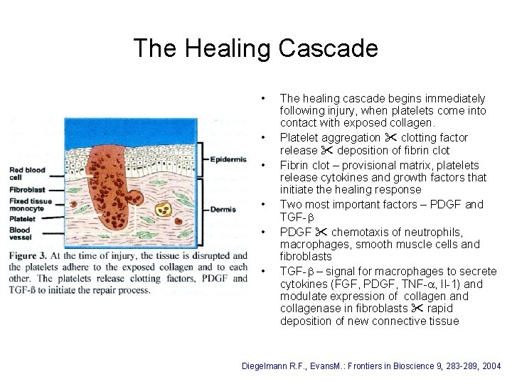 The Healing Cascade • • • The healing cascade begins immediately following injury, when