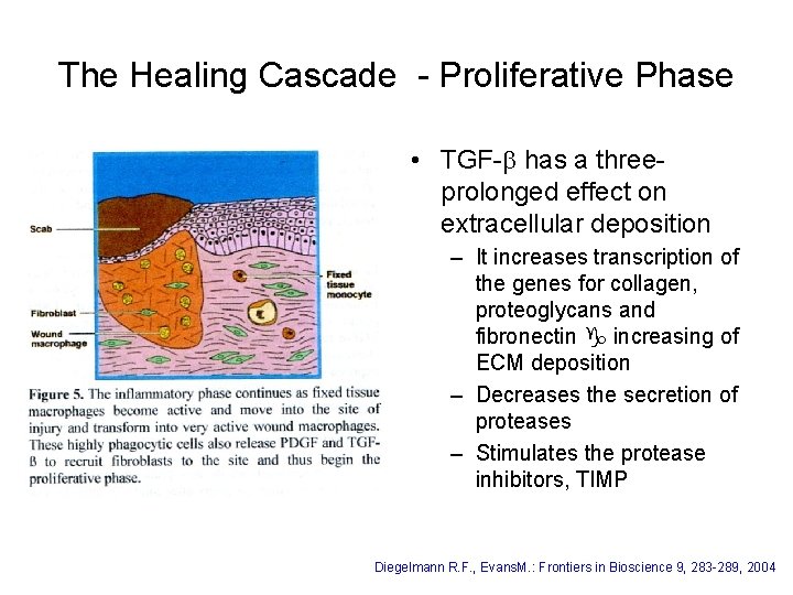 The Healing Cascade - Proliferative Phase • TGF-b has a threeprolonged effect on extracellular