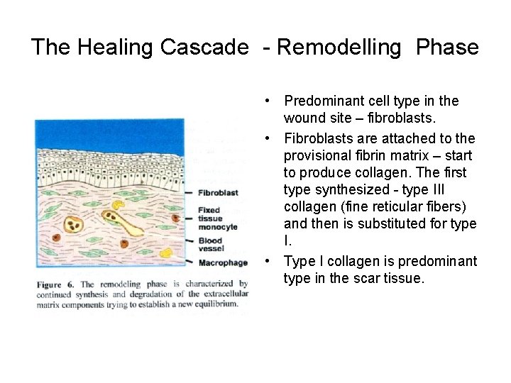The Healing Cascade - Remodelling Phase • Predominant cell type in the wound site