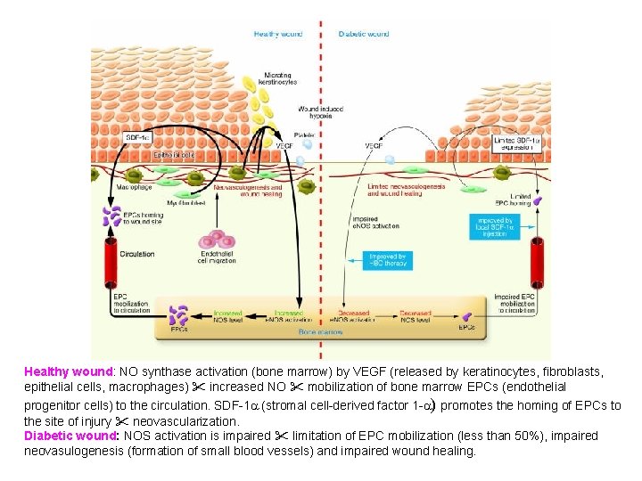 Healthy wound: NO synthase activation (bone marrow) by VEGF (released by keratinocytes, fibroblasts, epithelial