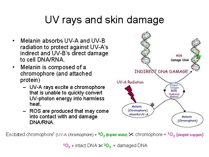 UV rays and skin damage • Melanin absorbs UV-A and UV-B radiation to protect
