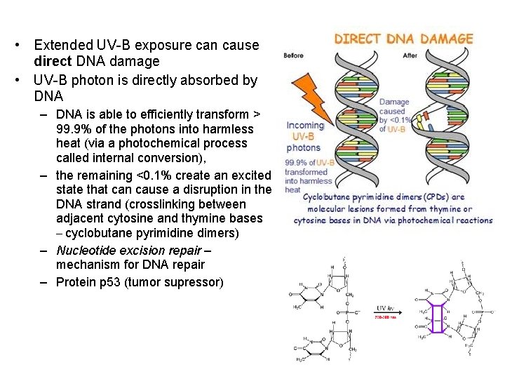  • Extended UV-B exposure can cause direct DNA damage • UV-B photon is