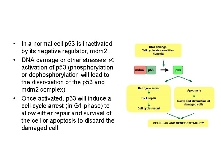  • In a normal cell p 53 is inactivated by its negative regulator,