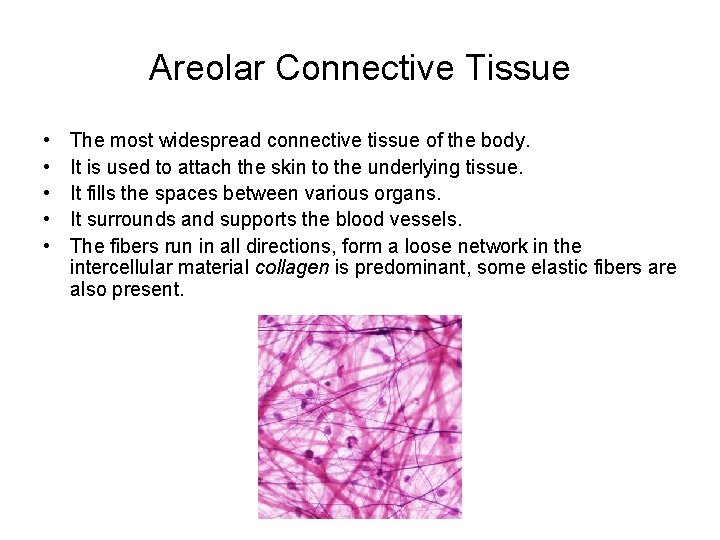 Areolar Connective Tissue • • • The most widespread connective tissue of the body.