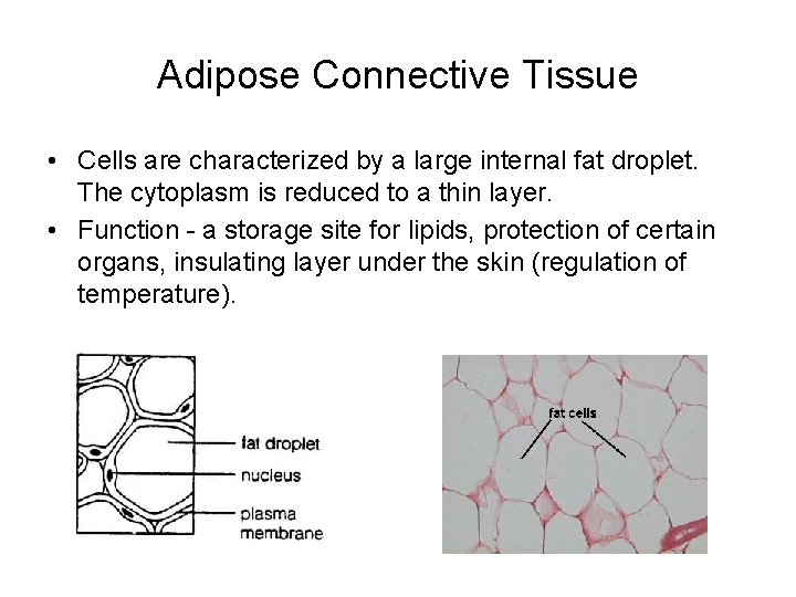 Adipose Connective Tissue • Cells are characterized by a large internal fat droplet. The