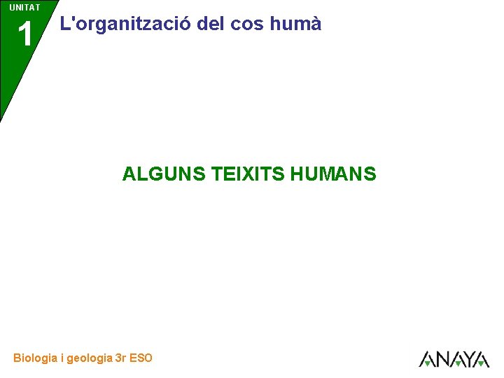 UNITAT 1 L'organització del cos humà ALGUNS TEIXITS HUMANS Biologia i geologia 3 r