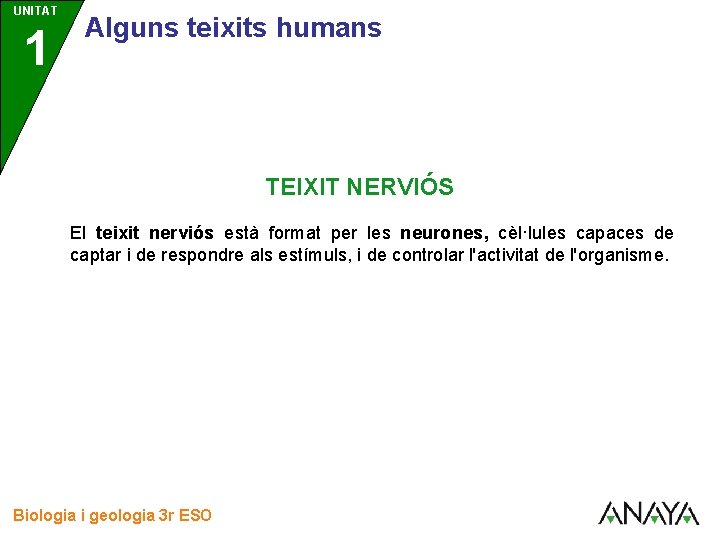 UNITAT 1 3 Alguns teixits humans TEIXIT NERVIÓS El teixit nerviós està format per