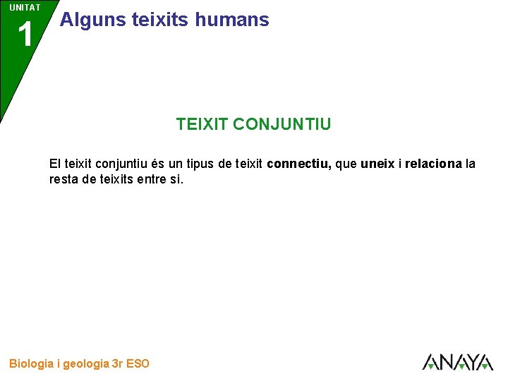 UNITAT 1 3 Alguns teixits humans TEIXIT CONJUNTIU El teixit conjuntiu és un tipus