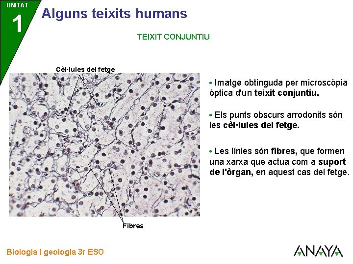 UNITAT 1 3 Alguns teixits humans TEIXIT CONJUNTIU Cèl·lules del fetge • Imatge obtinguda