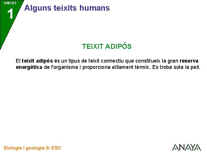 UNITAT 1 3 Alguns teixits humans TEIXIT ADIPÓS El teixit adipós és un tipus