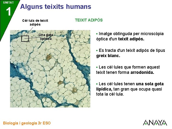 UNITAT 1 3 Alguns teixits humans Cèl·lula de teixit adipós Una gota lipídica TEIXIT
