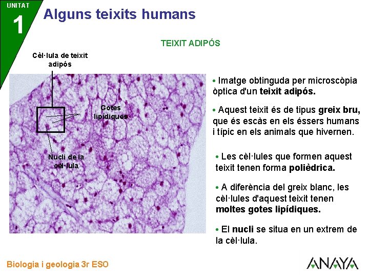 UNITAT 1 3 Alguns teixits humans TEIXIT ADIPÓS Cèl·lula de teixit adipós • Imatge