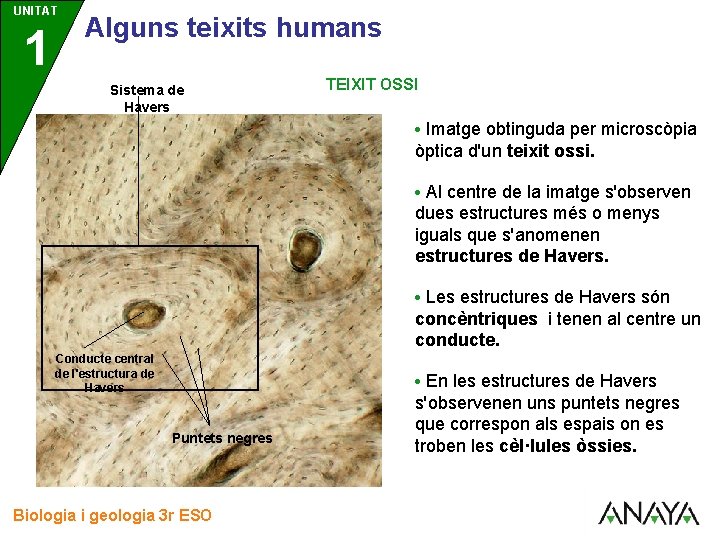 UNITAT 1 3 Alguns teixits humans Sistema de Havers TEIXIT OSSI • Imatge obtinguda