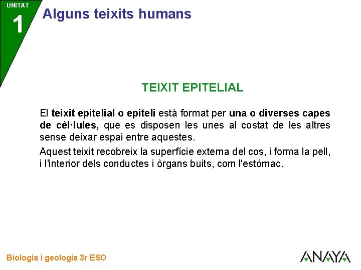 UNITAT 1 3 Alguns teixits humans TEIXIT EPITELIAL El teixit epitelial o epiteli està
