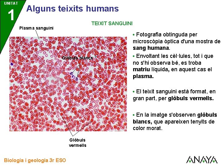UNITAT 1 3 Alguns teixits humans TEIXIT SANGUINI Plasma sanguini • Fotografia obtinguda per