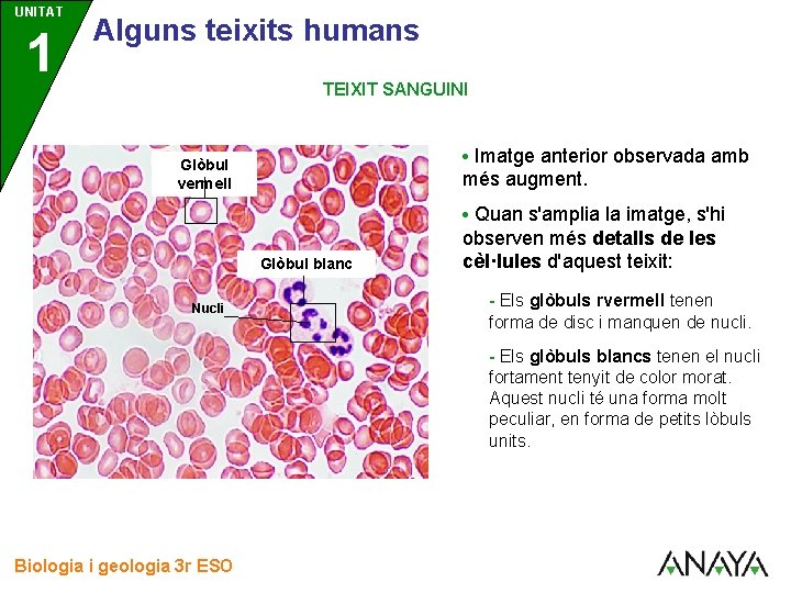 UNITAT 1 3 Alguns teixits humans TEIXIT SANGUINI • Imatge anterior observada amb Glòbul