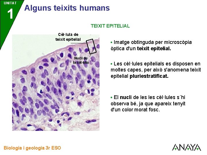 UNITAT 1 3 Alguns teixits humans TEIXIT EPITELIAL Cèl·lula de teixit epitelial • Imatge