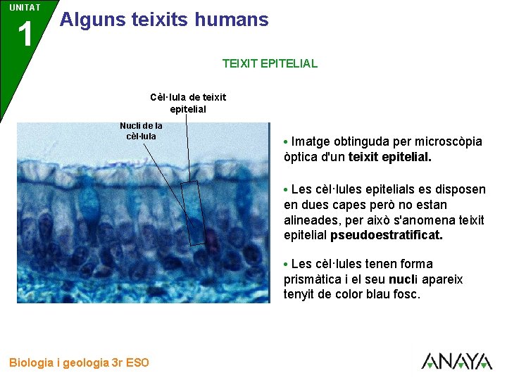 UNITAT 1 3 Alguns teixits humans TEIXIT EPITELIAL Cèl·lula de teixit epitelial Nucli de