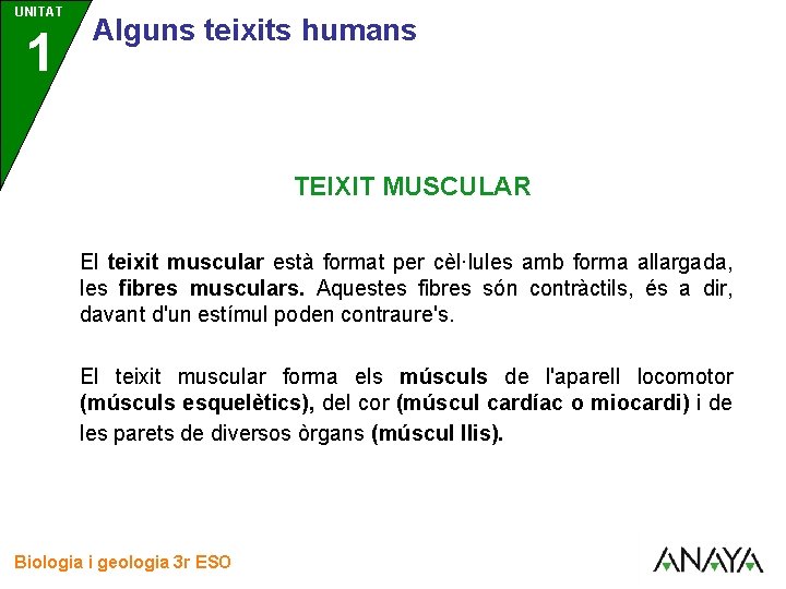 UNITAT 1 3 Alguns teixits humans TEIXIT MUSCULAR El teixit muscular està format per