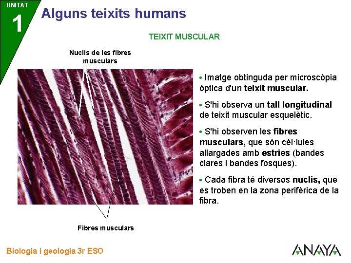 UNITAT 1 3 Alguns teixits humans TEIXIT MUSCULAR Nuclis de les fibres musculars •