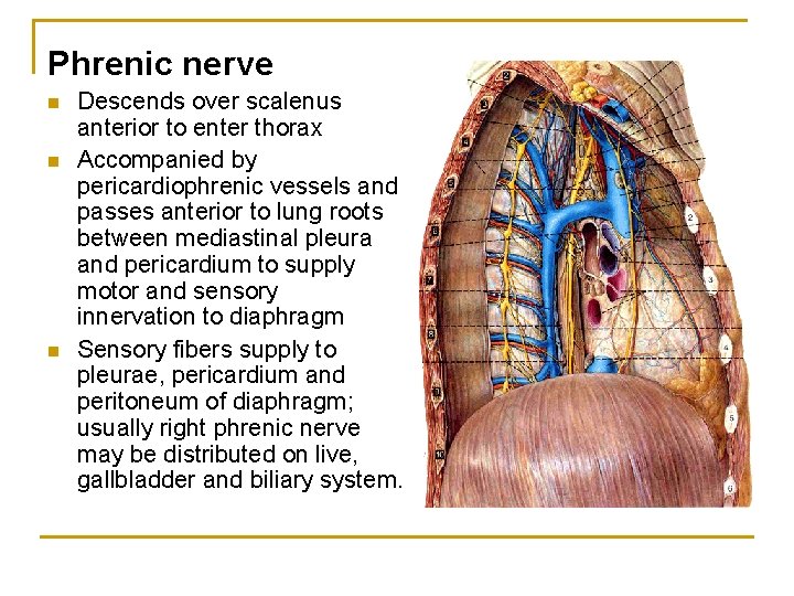 Phrenic nerve n n n Descends over scalenus anterior to enter thorax Accompanied by