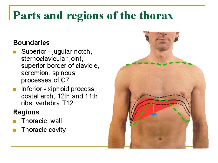Parts and regions of the thorax Boundaries n Superior - jugular notch, sternoclavicular joint,