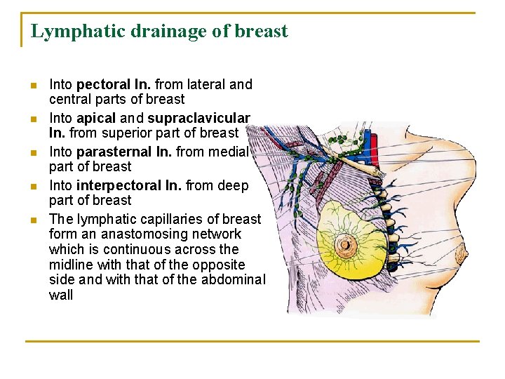 Lymphatic drainage of breast n n n Into pectoral ln. from lateral and central