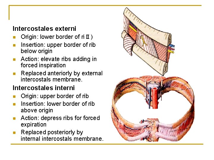 Intercostales externi n n Origin: lower border of riⅡ) Insertion: upper border of rib