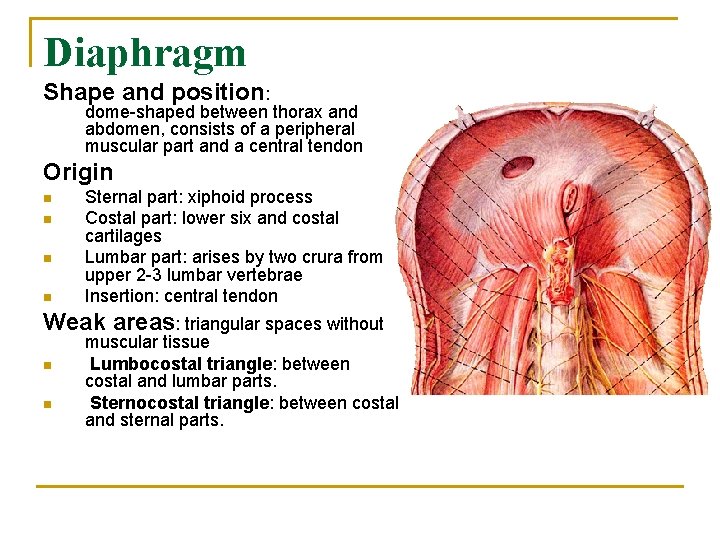 Diaphragm Shape and position: dome-shaped between thorax and abdomen, consists of a peripheral muscular