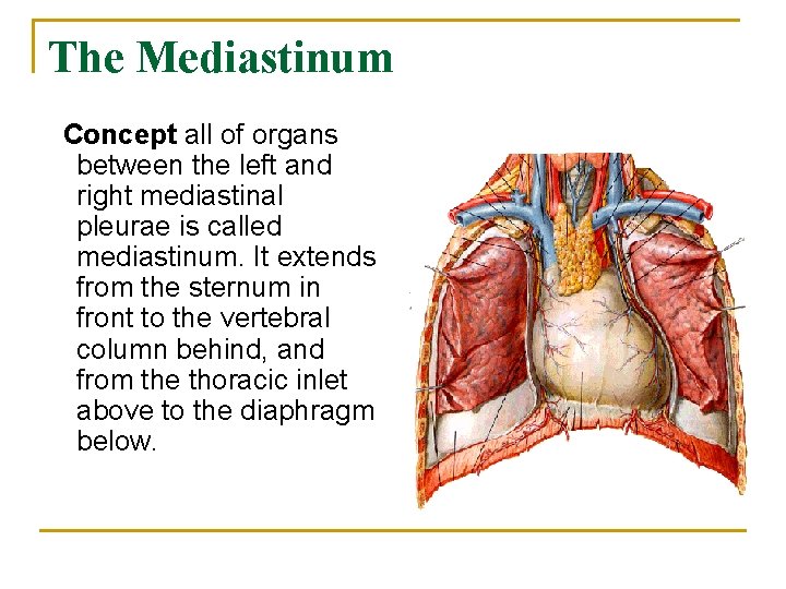 The Mediastinum Concept all of organs between the left and right mediastinal pleurae is