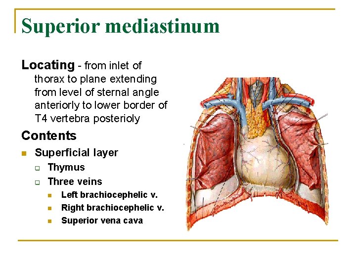 Superior mediastinum Locating - from inlet of thorax to plane extending from level of