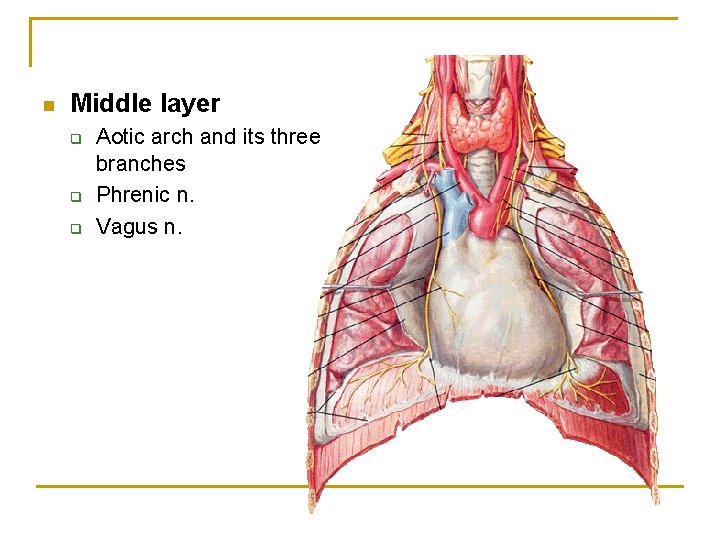 n Middle layer q q q Aotic arch and its three branches Phrenic n.